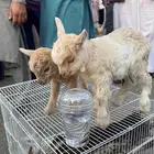 ماعز قزم بعيالها