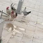 ديك ودجاج