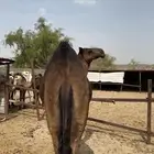 قعود مجهم عمره (سنتين ونص) مقفل شحم ولحم وشي يجمل للي بيذبح
