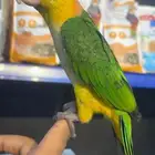 كايك وايت بلي اليف