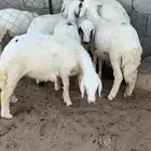 ذبايح رخال للبيع