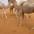 للبيع قعود كفووو