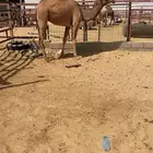 بكره حقه غرنوقيه الموقع سوق البل حفرالباطن توها واصله