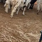 ثنيه متبع ب طلي كفو