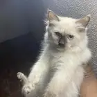 قطط لبيع عمرها 3 شهور