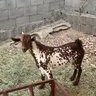 تيس مشروع شرط
