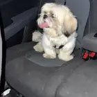 كلب لتبني