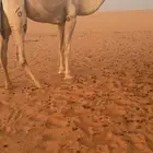 بكره شقحا رمانيه