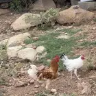 ديوك