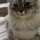 قطه للبيع