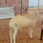 طليان سواكن مرابي 4 شهور فل شحم