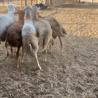 للبيع طليان رفيد مرابي