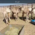 قعدان للبيع