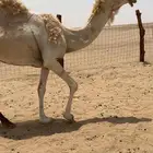 للبيع ناقه طيبه الموقع الخرمه