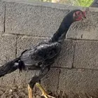 شامو الماني