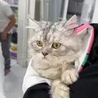 قط شيرازي للتبني