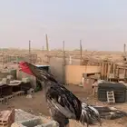 للبيع ديك باكستاني