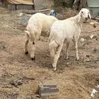 رخلين للبيع نضاف