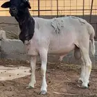 حري نعيمي دوربر رفيدي ساكني