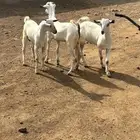 تيوس