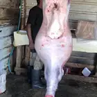 ذبايح بريه