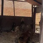 دجاج براهما للبيع