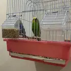 عصافير الحب للببيع بالقفص