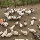 وز وبط بلدي