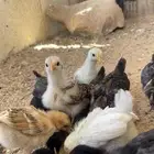 البيع صيصان