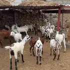 تيوس