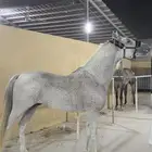 حصان شعبي