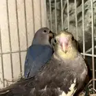 كروان وا روز فروخ