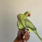 بغبغاء ثنين الدره الفين 700 بيعه سريعه