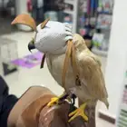 طير باستيل او باشك ذهبي للبيع