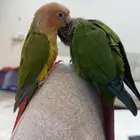 للبيع طيور ذكر وانثى
