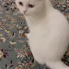 قط شيرازي العمر 5 شهور