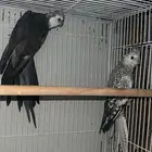 ازواج كروان