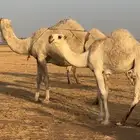 قعود للبيع