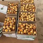 تمر سلاطين فاخر خراف اليوم
