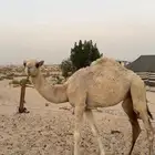 للبيع بكره شرط من جميع العذاريب