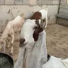 معزاء مشاريك