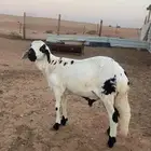 خرفان سواكن مرابي 4شهور فل شحم شرط اللحم والطعم