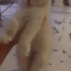 قطط