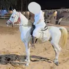 حصان واهو معه اوراقه واغراضه (تم البيع)