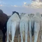 حشو مفاريد اوزان ( تم البيع)