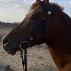 حصان شعبي كفوو