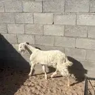 تيس ذبيحة
