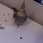 كنيور وكوكتيل للبيع
