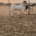 تيس مشروع فحل