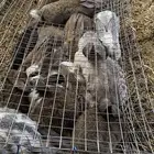 أرنب شينشلا أقبل البدل ب شنير ولا قهد ولا حجل ولا وبران فقط